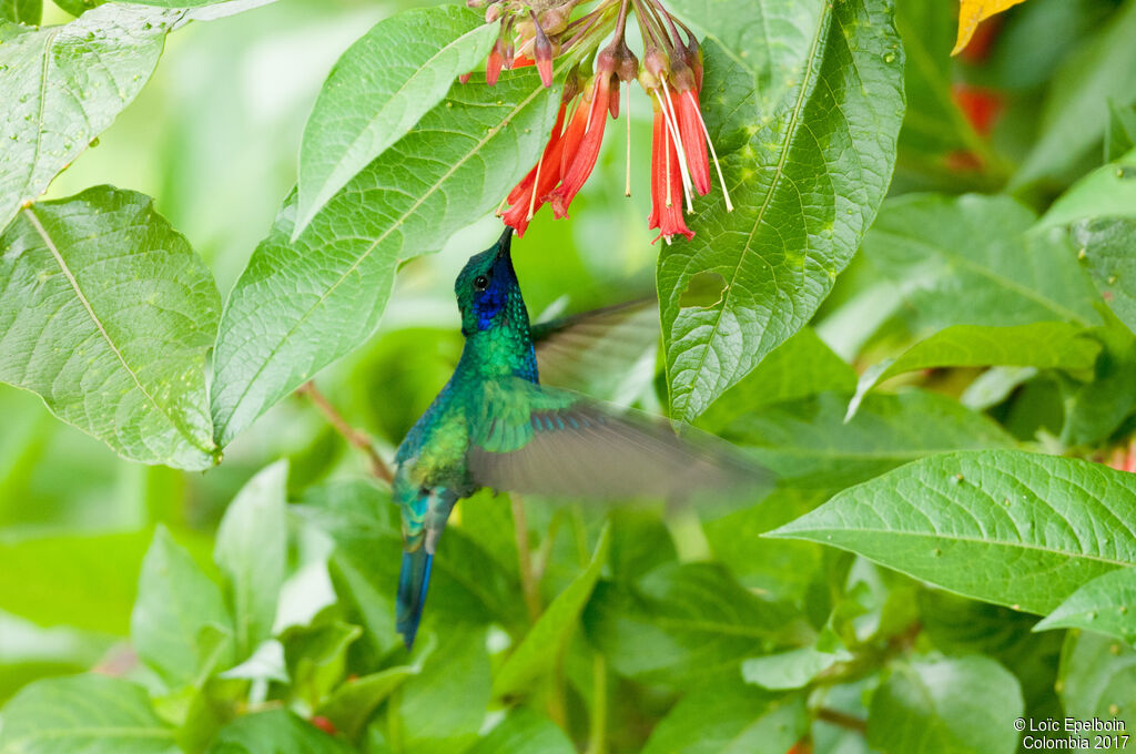 Colibri d'Anaïs