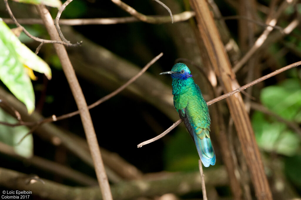 Colibri d'Anaïs