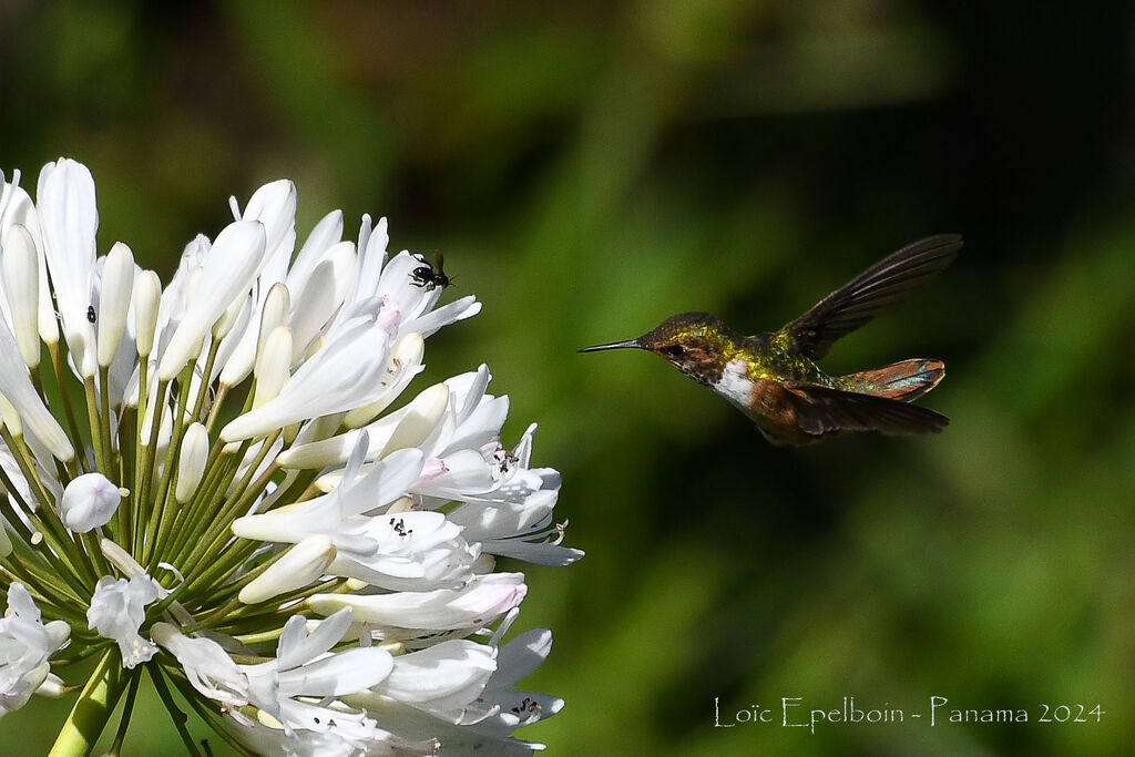 Scintillant Hummingbird