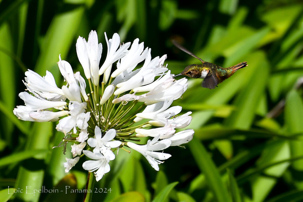 Scintillant Hummingbird