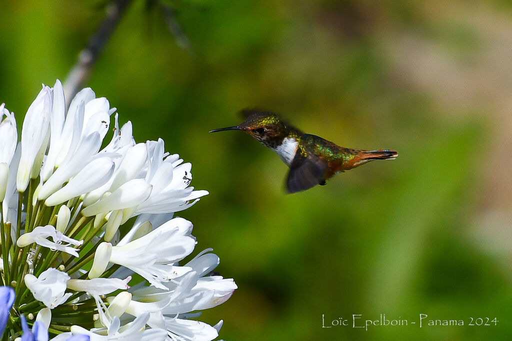 Scintillant Hummingbird