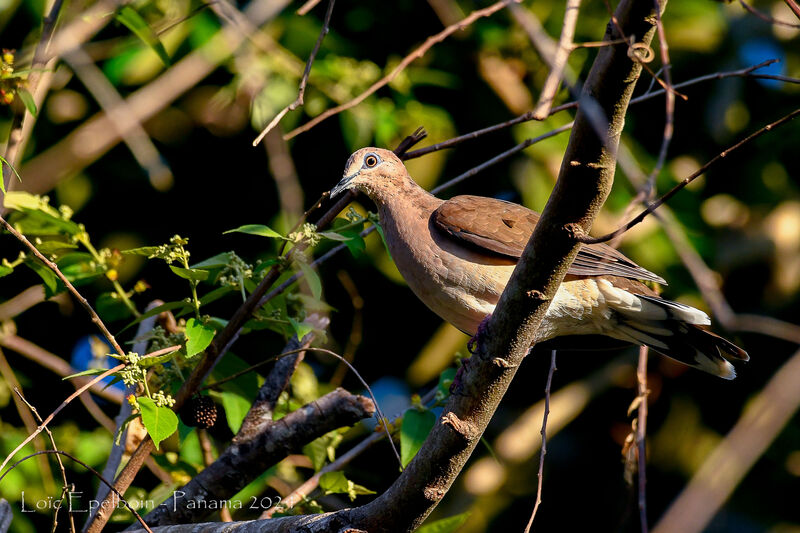 White-tipped Dove