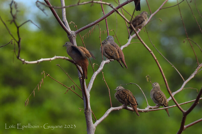 Ruddy Ground Dove