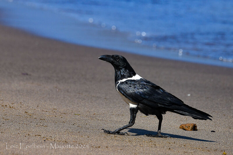 Corbeau pie