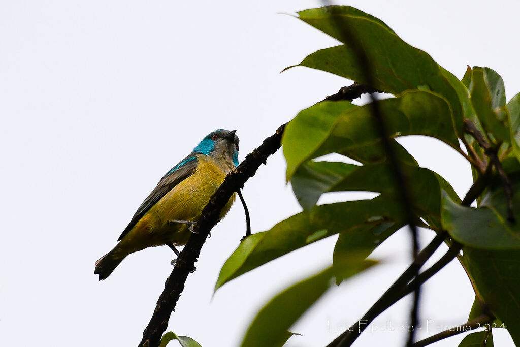 Scarlet-thighed Dacnis
