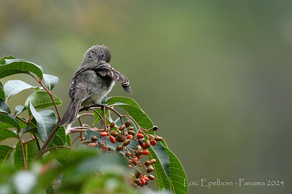 Lesser Elaenia