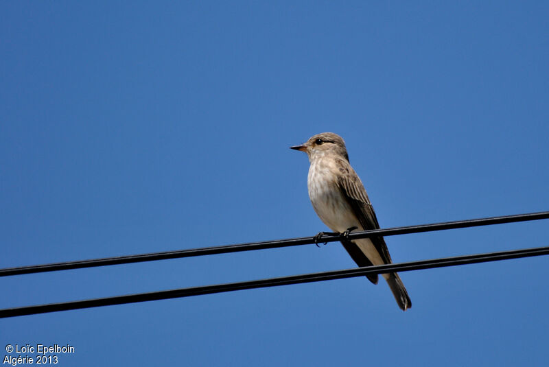 Spotted Flycatcher