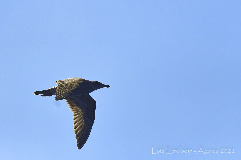 Yellow-legged Gull