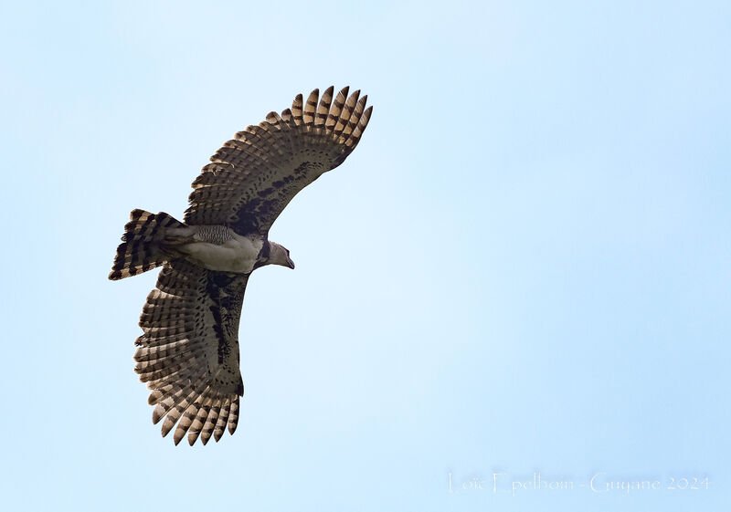 Harpy Eagle