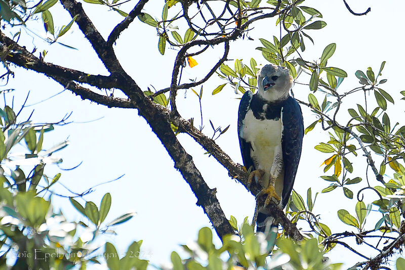 Harpy Eagle