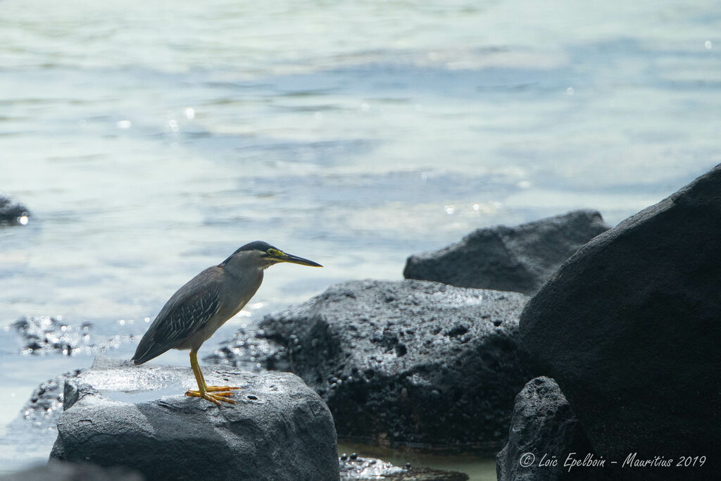 Little Heron