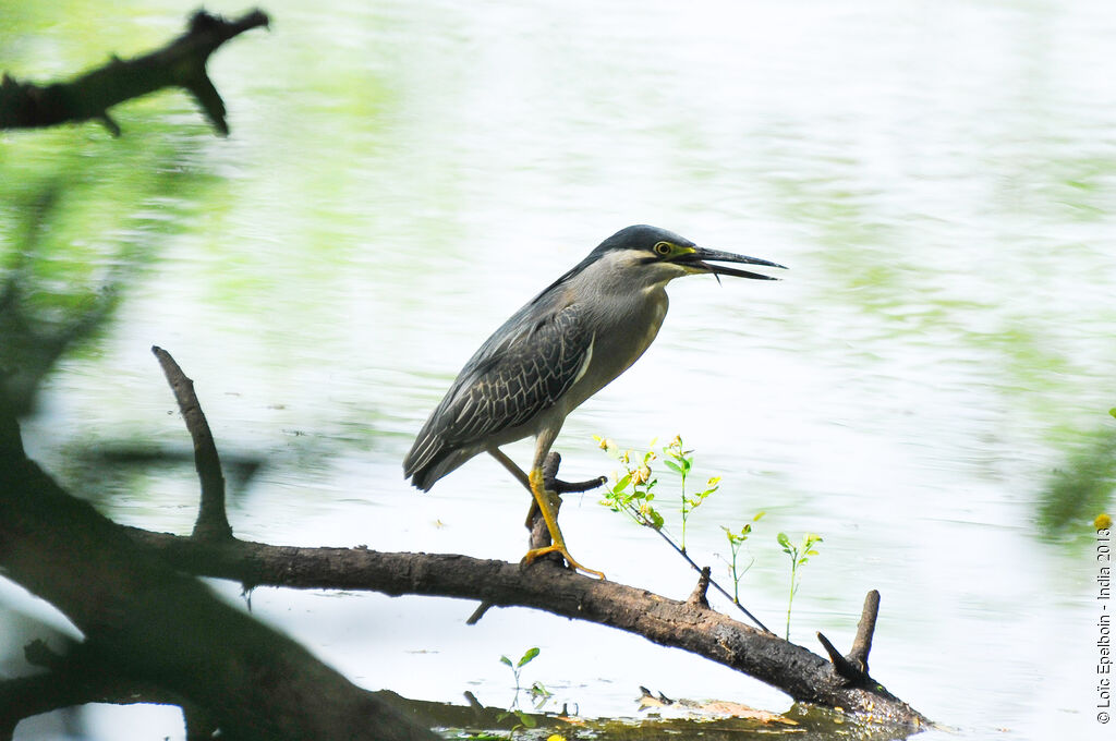 Little Heron