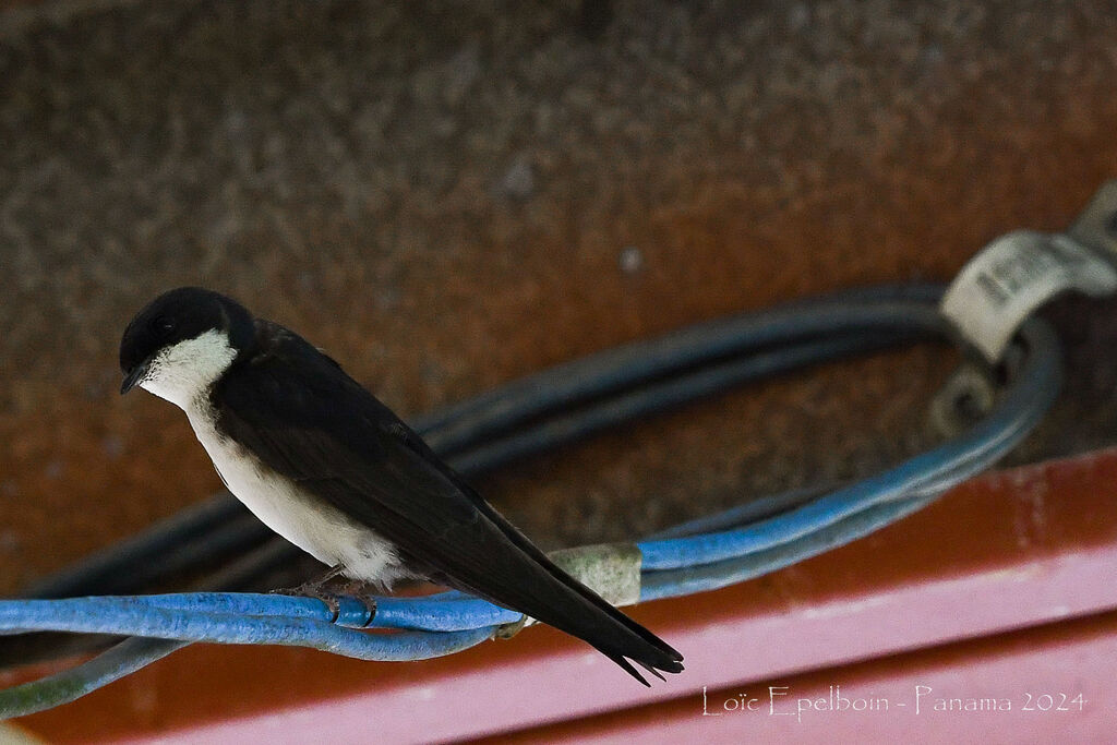 Blue-and-white Swallow