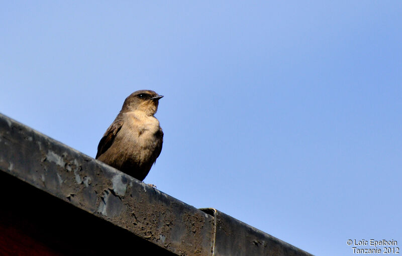 Red-throated Rock Martin