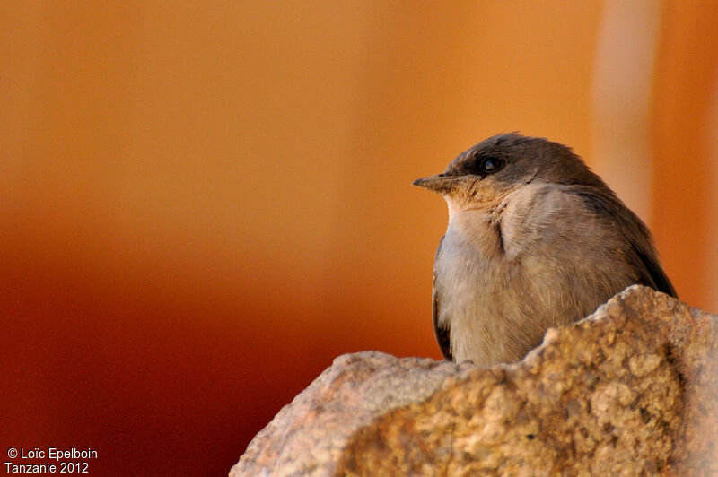 Red-throated Rock Martin