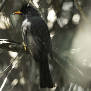 Bulbul de Bourbon
