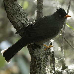 Bulbul de Bourbon