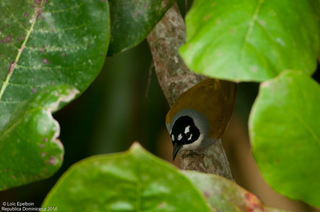 Black-crowned Palm-tanager