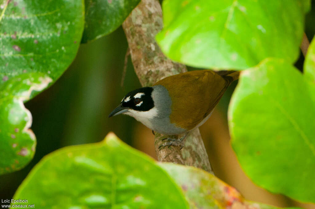 Black-crowned Palm-tanager