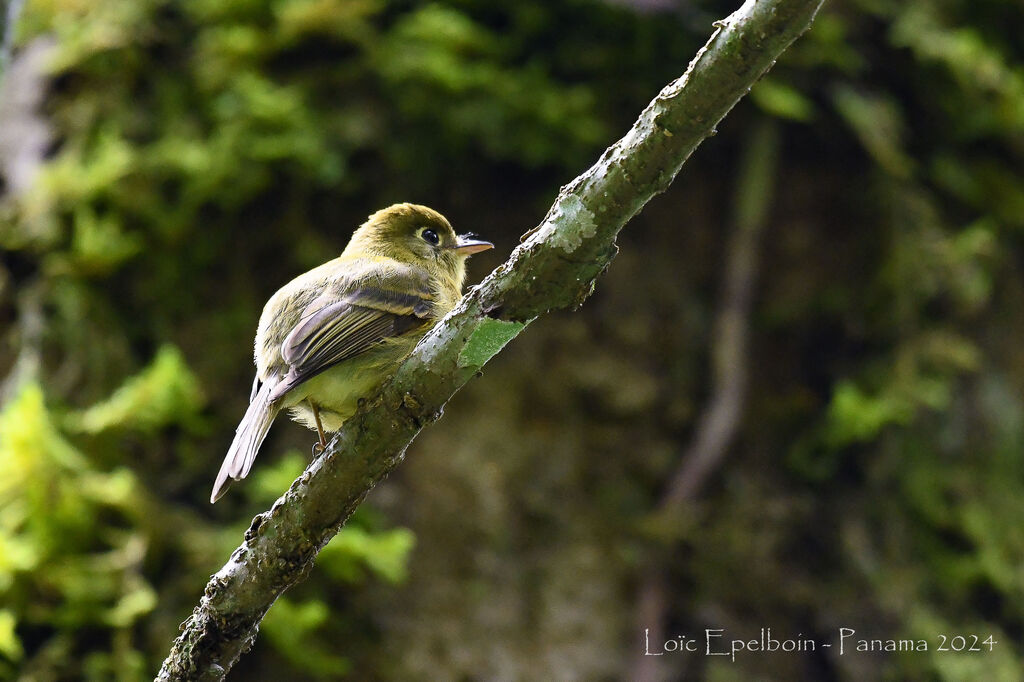 Yellowish Flycatcher