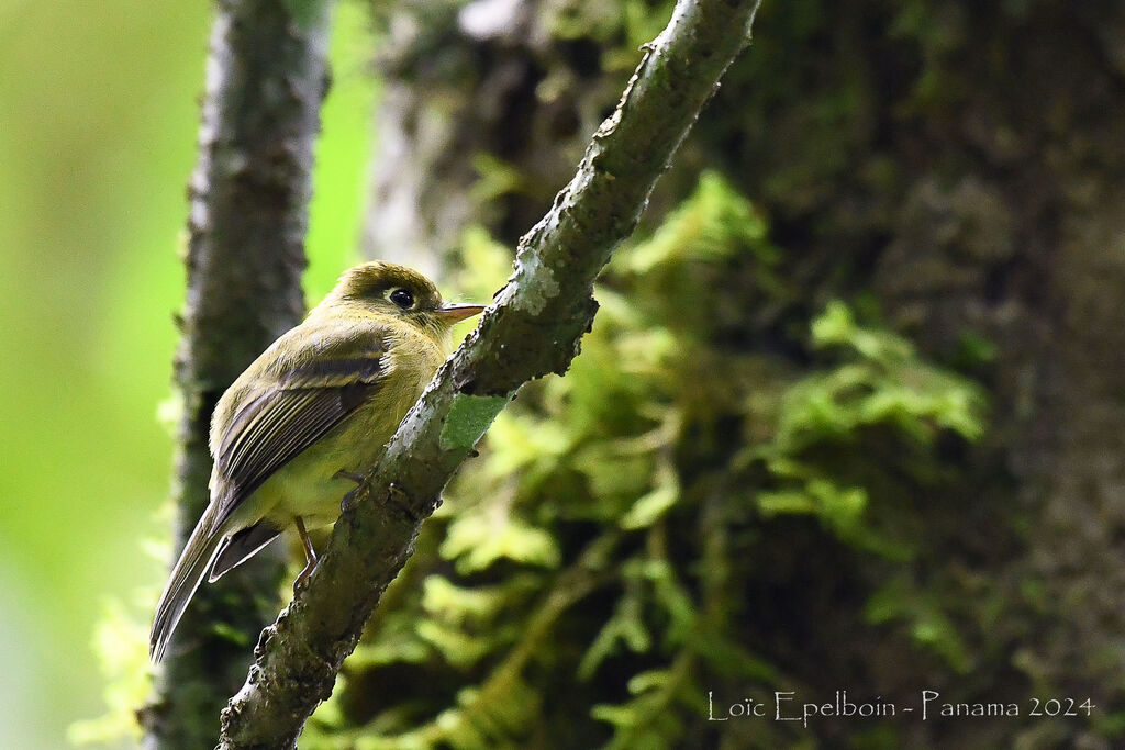 Yellowish Flycatcher