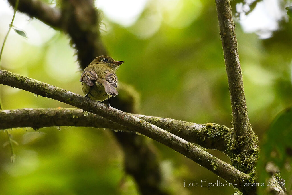 Yellowish Flycatcher