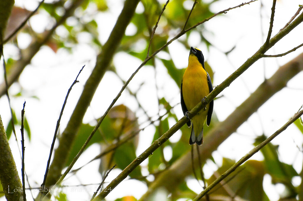 Thick-billed Euphonia
