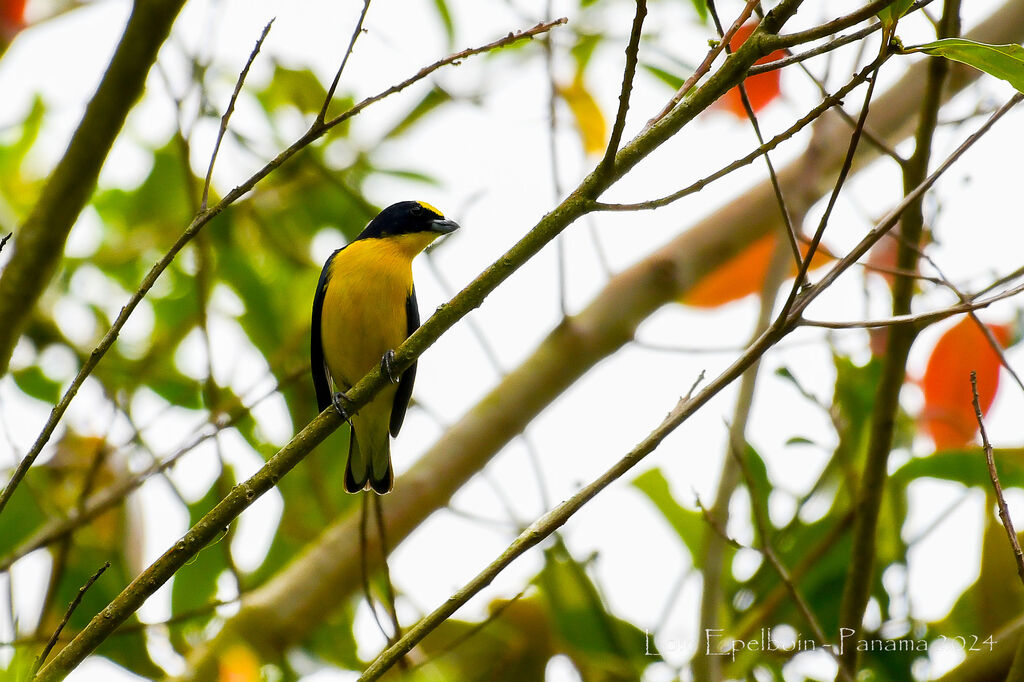 Thick-billed Euphonia