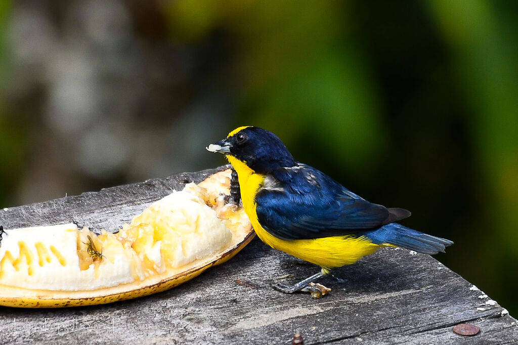 Thick-billed Euphonia