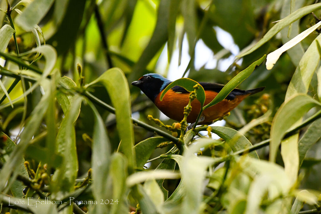 Elegant Euphonia
