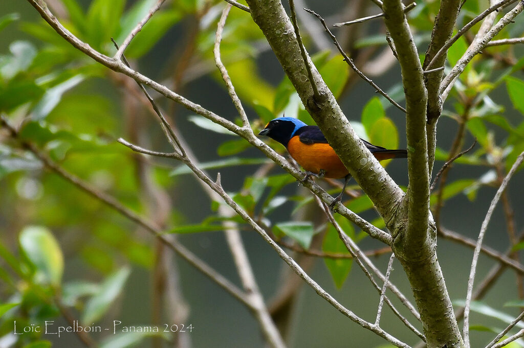 Elegant Euphonia
