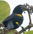 Oriole variable