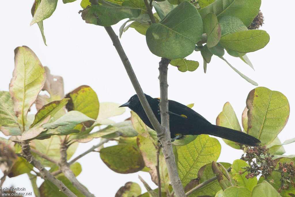 Variable Oriole