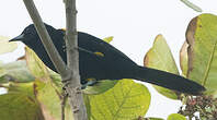 Oriole variable