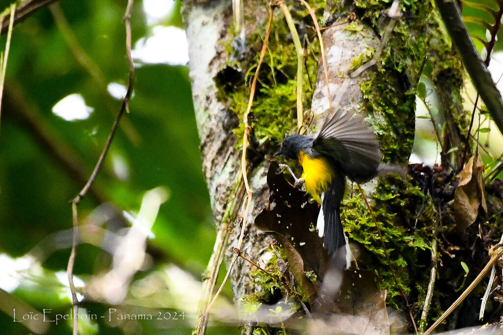 Slate-throated Whitestart