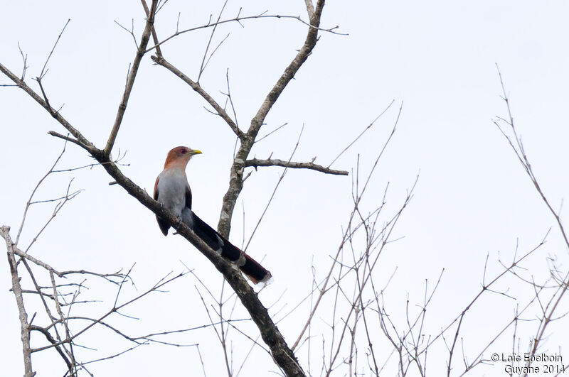 Squirrel Cuckoo