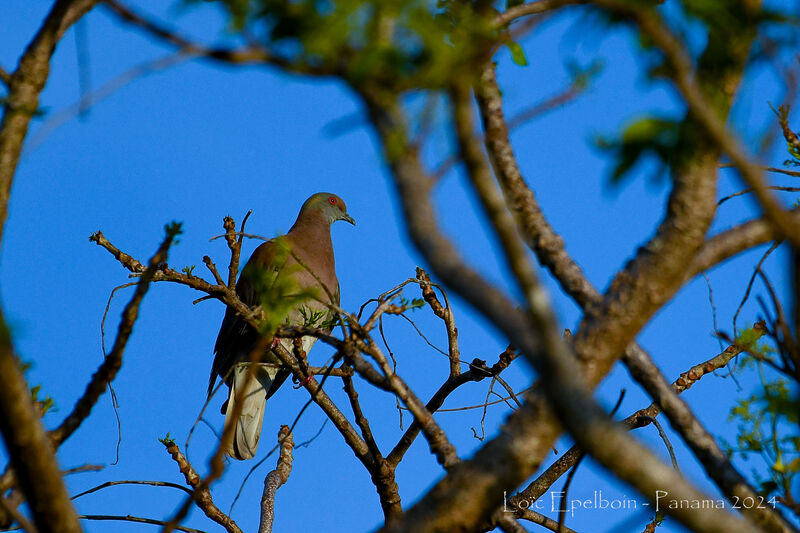 Pale-vented Pigeon