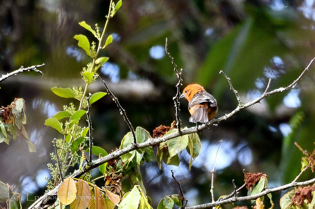 Piranga à dos rayé