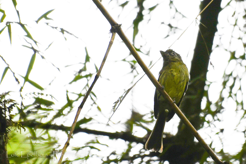Eye-ringed Flatbill