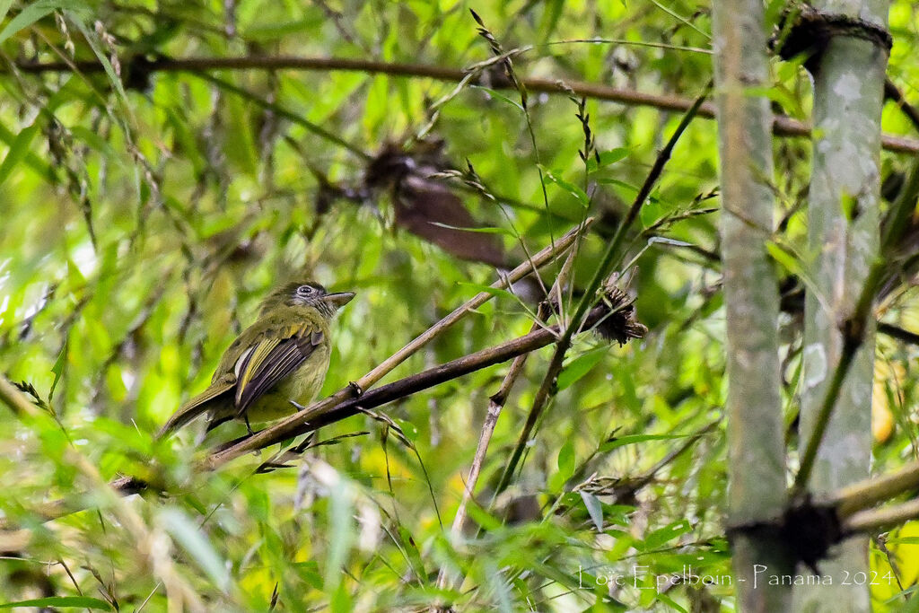 Eye-ringed Flatbill