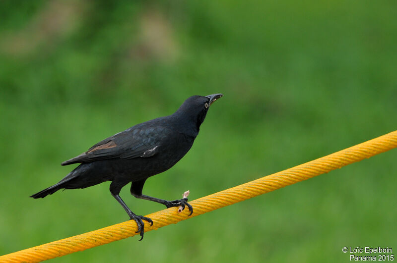 Great-tailed Grackle