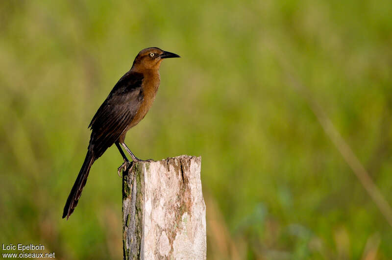 Great-tailed Grackle female adult, identification