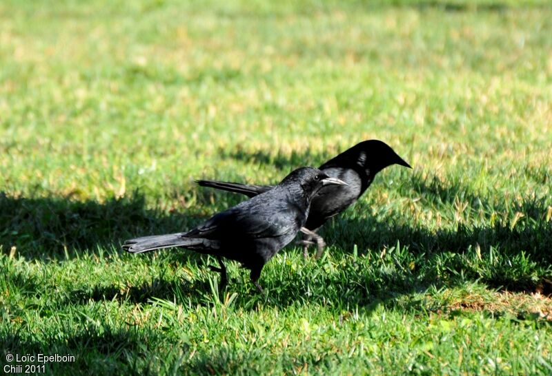 Austral Blackbird