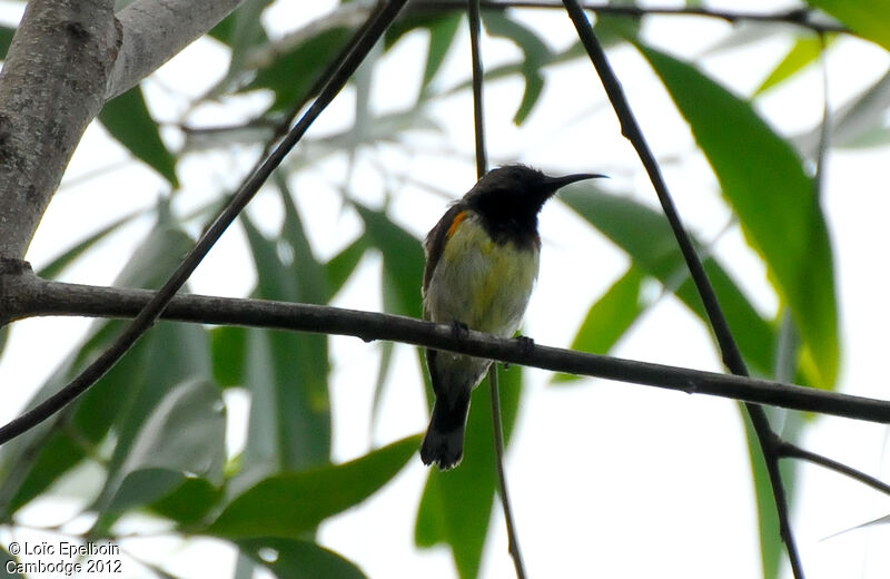 Ornate Sunbird