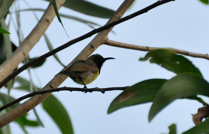 Ornate Sunbird