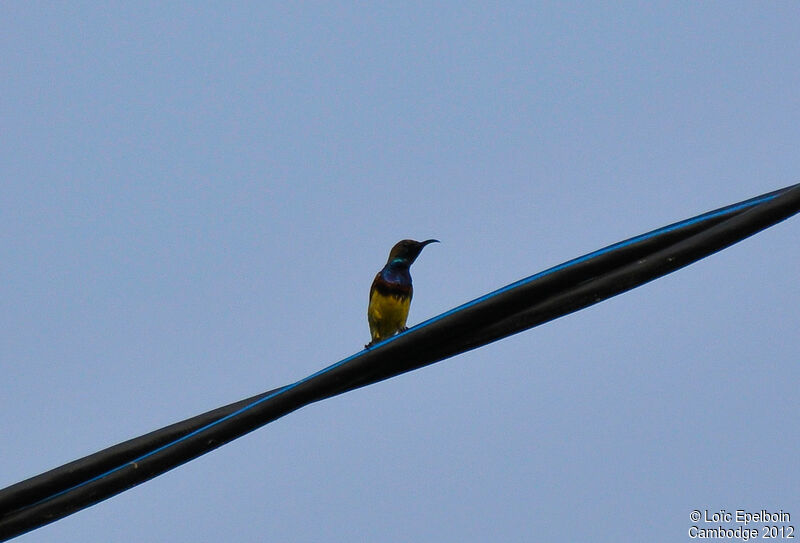 Ornate Sunbird