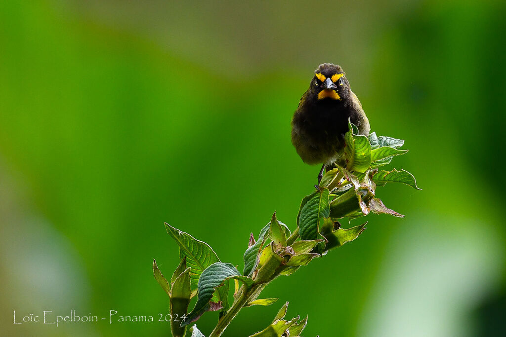 Yellow-faced Grassquit