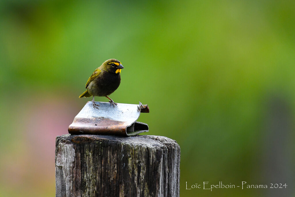 Yellow-faced Grassquit