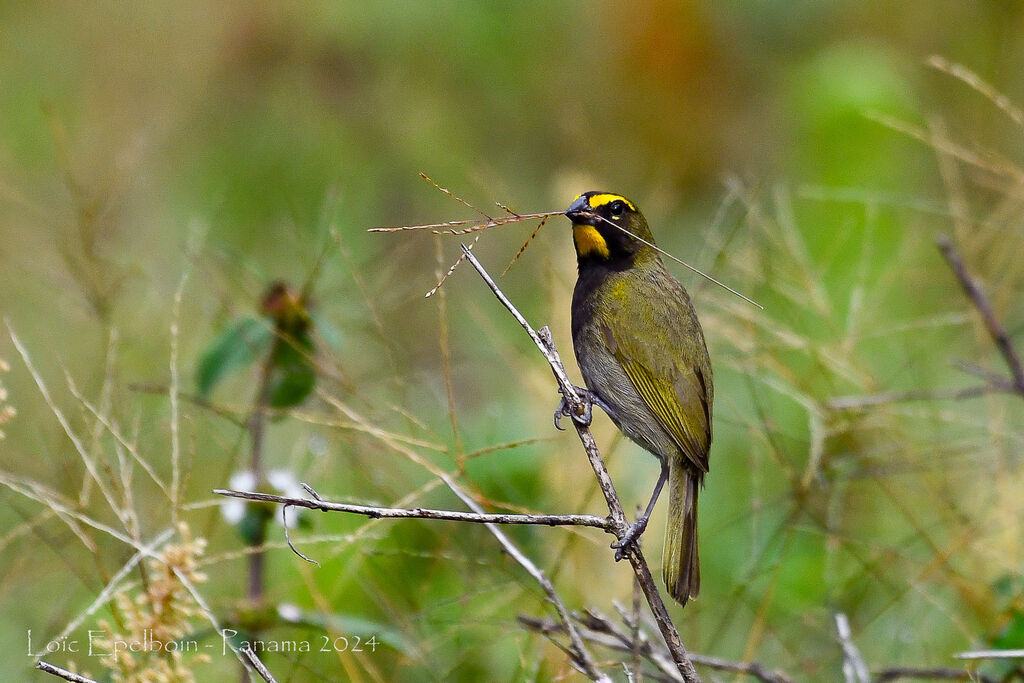 Yellow-faced Grassquit
