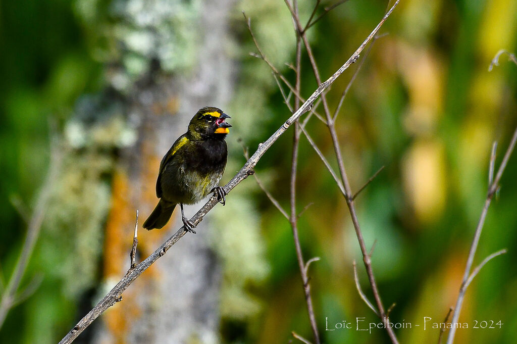 Yellow-faced Grassquit